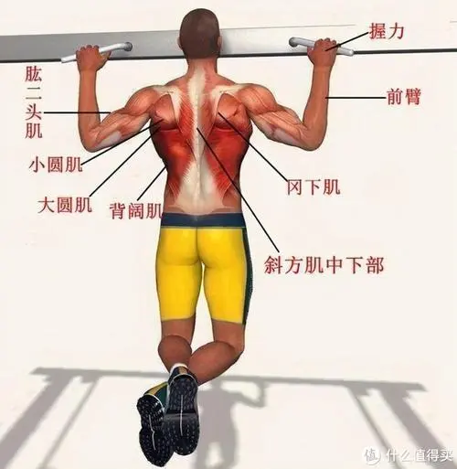 開遠城市綠化常用苗木標準